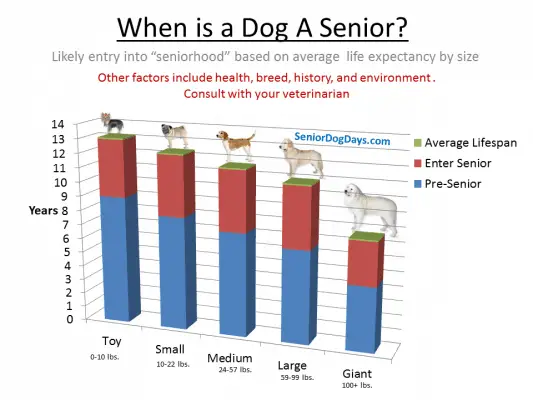  Is A 7 Year Old Dog A Senior Dog Aging Chart Senior Dog Days