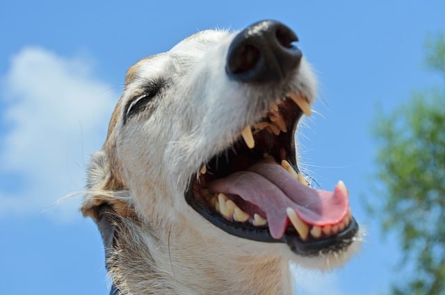 old dog bad breath remedies