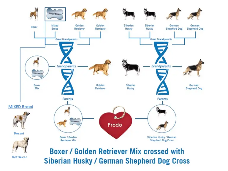 Best Dog DNA Test & Is it Worth It? - View My Dog's DNA Report