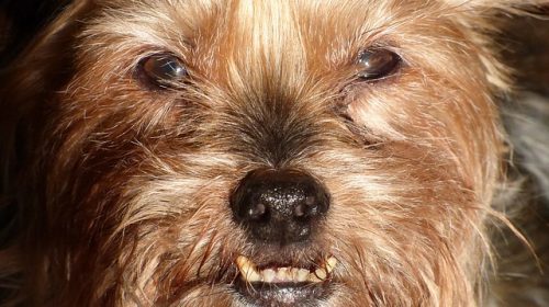 teeth-and-mouth-2019-senior-dog-days-healthy-mouth-long-life