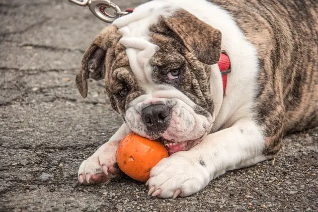 can you feed dogs frozen vegetables