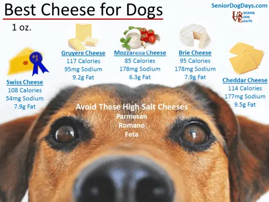 Can Dog's Eat Cheddar Cheese? - See Why Cheddar Takes 5th Place!