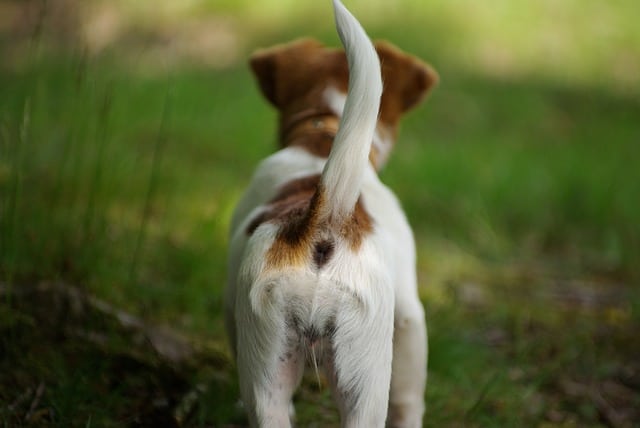 Male Dog Leaking Brown Fluid: VetTech Literally Saves My Dog's Behind!